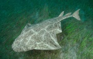 Angle Shark Scuba diving gran Canaria