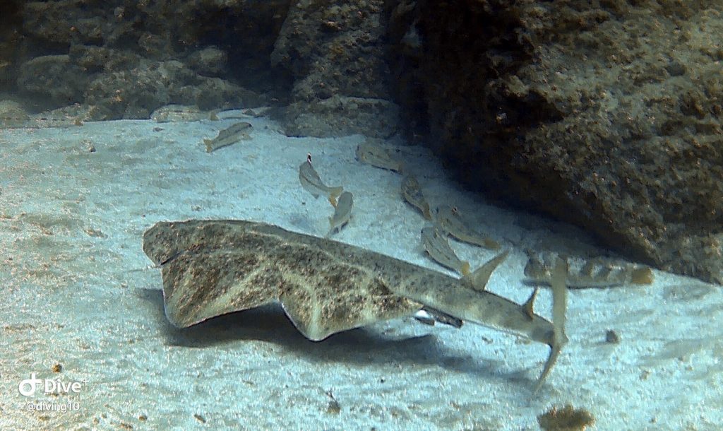 angel shark gran canaria clear