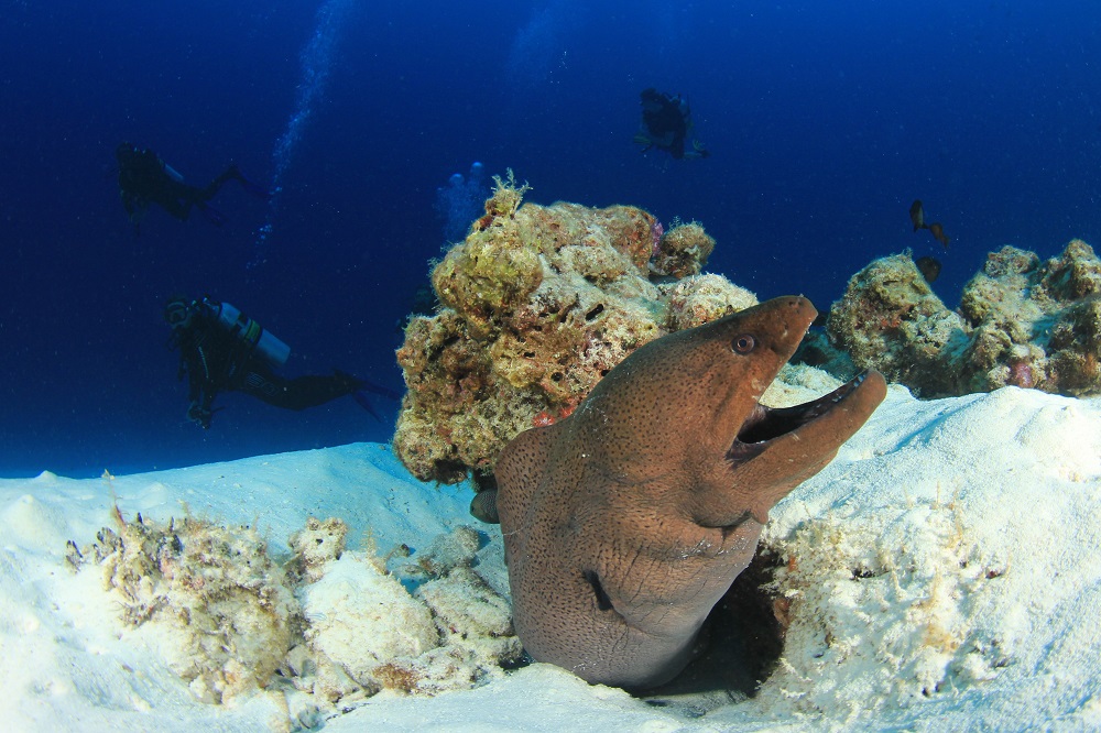 Diving in Gran Canaria? Dive with a toprated scuba diving center here!