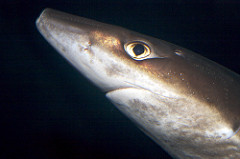 smooth hound shark