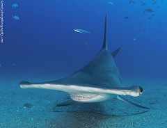 hammerhead sharks in Gran Canaria