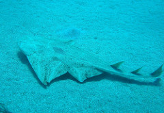 angel shark in Gran Canaria swimming