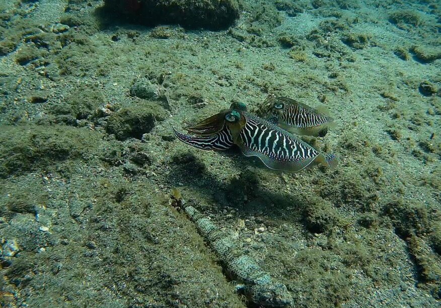 Two Cuttlefish swimming underwater