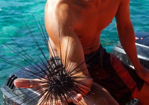 diver touching sea urchin