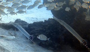 Three trumpetfish in el cabron