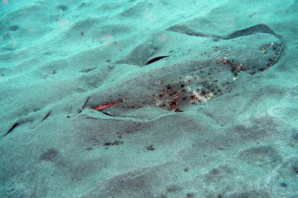 angel shark in the sand near wreck