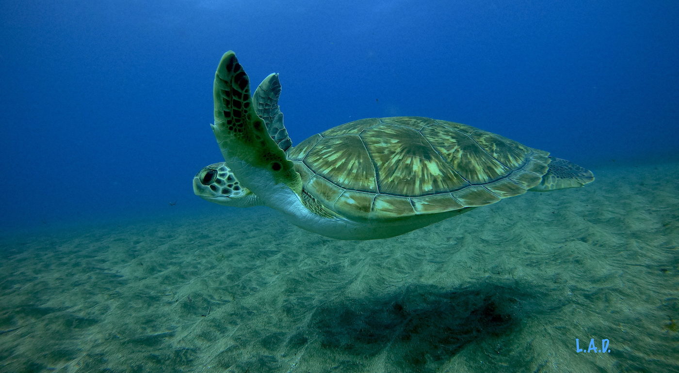Diving in Gran Canaria? Dive with a toprated scuba diving center here!