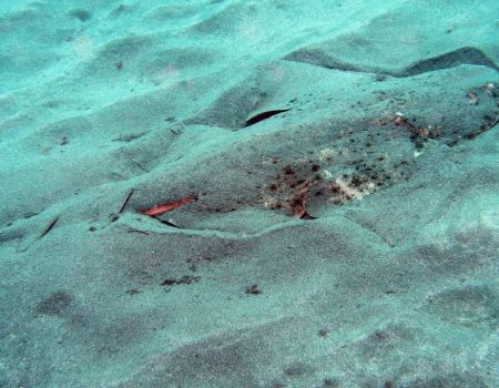 angel shark in the sand near wreck