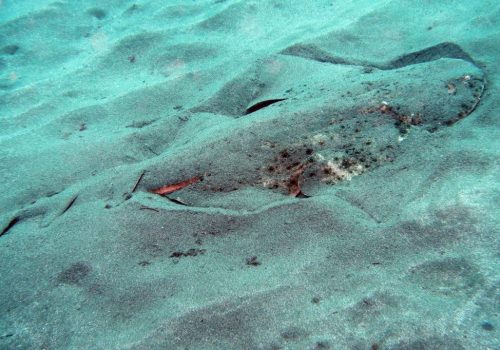 angel shark in the sand near wreck