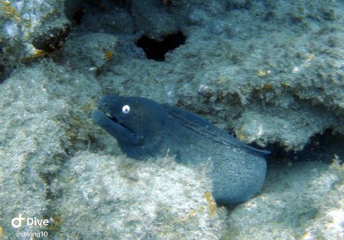 Black moray eel