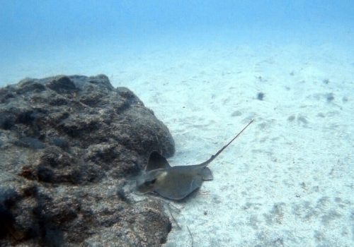 large eagle ray