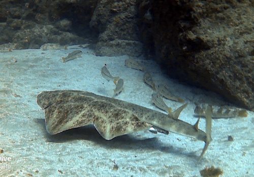 angel shark gran canaria clear