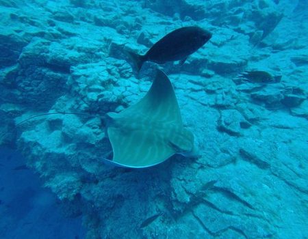 buceo-tenerife